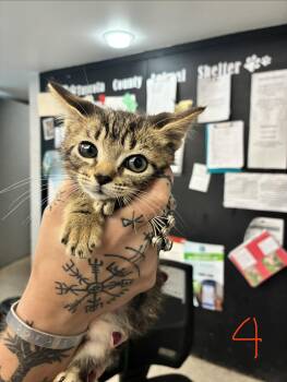Chai -  Domestic Short Hair Cat for Adoption in Caro, Michigan - Chai | PetCurious
