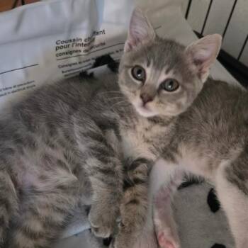 Tuna -  Domestic Short Hair Cat for Adoption in Belfair, Washington - Tuna | PetCurious