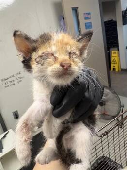 KITTEN 5 -  Domestic Short Hair Cat for Adoption in Ontario, California - KITTEN 5 | PetCurious