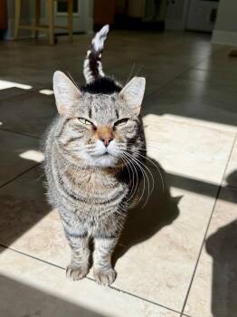 Domestic Short Hair Cats Available for Adoption - Hester | PetCurious