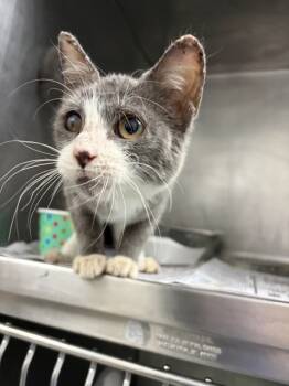 Rescue Domestic Short Hair Cats for Adoption in San Bernardino, California - SKYE | PetCurious