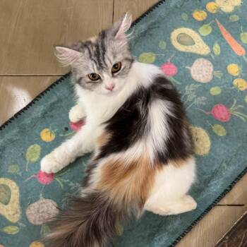 Tessa -  Persian Cat for Adoption in Brampton, Ontario - Tessa | PetCurious