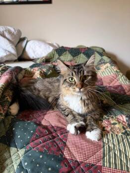 East -  Domestic Long Hair Cat for Adoption in Minneapolis, Minnesota - East | PetCurious