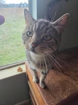 Domestic Short Hair Cats Available for Adoption - Cleo | PetCurious