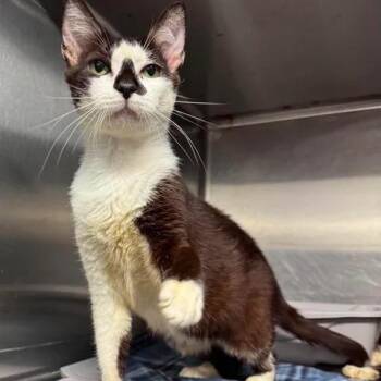 Lumi -  Domestic Short Hair Cat for Adoption in Beaumont, Texas - Lumi | PetCurious