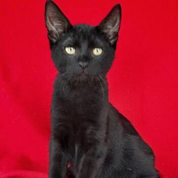 Amos -  Domestic Short Hair Cat for Adoption in Concord, New Hampshire - Amos | PetCurious