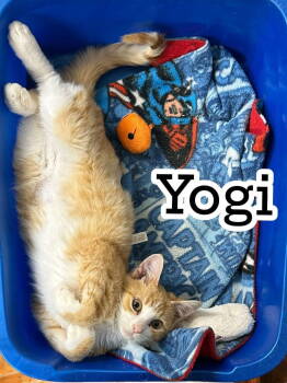 Rescue Domestic Short Hair Cats for Adoption in Champaign, Illinois - Yogi | PetCurious