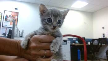 JESSIE -  Domestic Short Hair Cat for Adoption in Doral, Florida - JESSIE | PetCurious