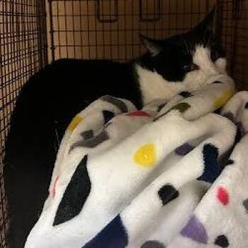 Leopold -  Domestic Short Hair Cat for Adoption in Austin, Texas - Leopold | PetCurious