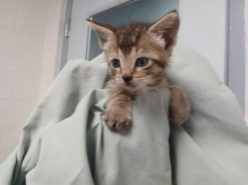 A2477454 -  Domestic Short Hair Cat for Adoption in Fort Lauderdale, Florida - A2477454 | PetCurious