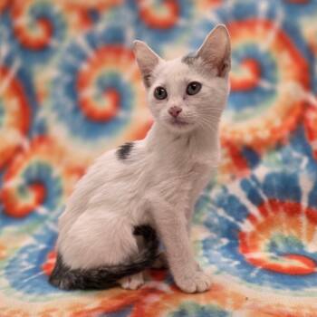 Rescue Domestic Short Hair Cats for Adoption in Phoenix, Arizona - ADOT | PetCurious