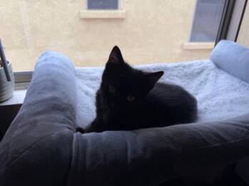 Domestic Short Hair Cats Available for Adoption in Glendale, Arizona - Batman | PetCurious
