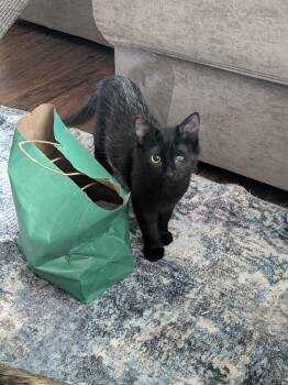 Rescue Domestic Long Hair Cats for Adoption in Dallas, Texas - Big Mike | PetCurious