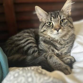 Domestic Long Hair Cats Available for Adoption in Medina, Ohio - Dodger | PetCurious