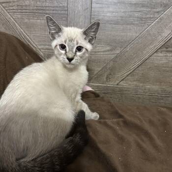 Woody -  Siamese and Domestic Short Hair Cat for Adoption in San Tan Valley, Arizona - Woody | PetCurious