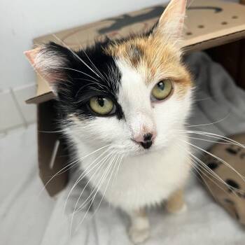 Sammi -  Domestic Short Hair Cat for Adoption in Philadelphia, Pennsylvania - Sammi | PetCurious