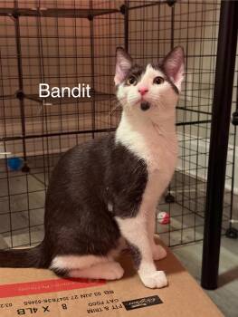 Rescue Domestic Short Hair Cats for Adoption in Lewis Center, Ohio - Wilson Ave Litter 6 | PetCurious