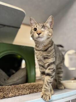 Chloe -  Domestic Short Hair Cat for Adoption in Eagle, Colorado - Chloe | PetCurious