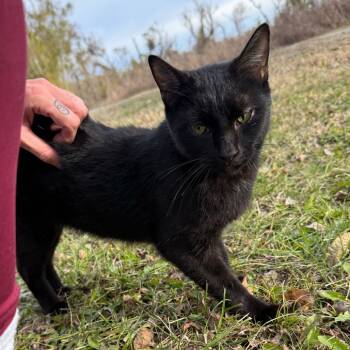 Rescue Domestic Short Hair Cats for Adoption in Nowata, Oklahoma - Joanna | PetCurious