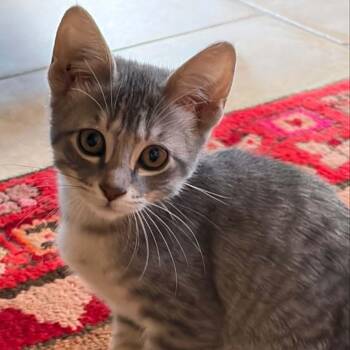 Bullseye -  Domestic Short Hair and Tabby Cat for Adoption in Madisonville, Texas - Bullseye | PetCurious