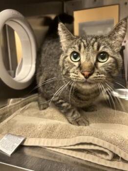 Resonance -  Domestic Short Hair Cat for Adoption in Wichita, Kansas - Resonance | PetCurious