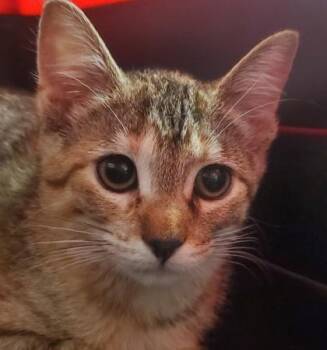Ake -  Domestic Short Hair Cat for Adoption in Kansas City, Missouri - Ake | PetCurious
