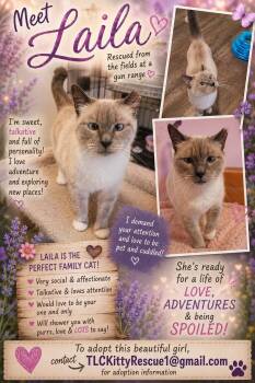 LAILA -  Siamese Cat for Adoption in Escalon, California - LAILA | PetCurious