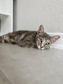 Aurora -  Domestic Short Hair Cat for Adoption in San Antonio, Texas - Aurora | PetCurious