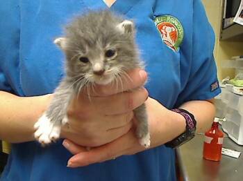 TALLULAH -  Domestic Short Hair Cat for Adoption in Cookeville, Tennessee - TALLULAH | PetCurious