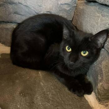 Domestic Short Hair Cats Available for Adoption - Raven | PetCurious