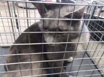 SLAP YO -  Domestic Short Hair Cat for Adoption in Tulsa, Oklahoma - SLAP YO | PetCurious