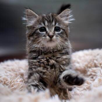 Gopher -  Domestic Long Hair Cat Available for Adoption in Gainesville, Georgia - Gopher | PetCurious