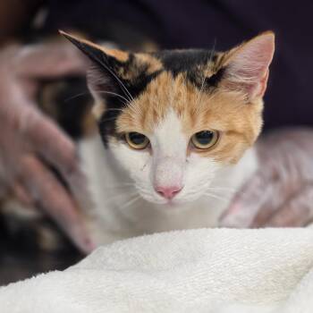 Maci -  Domestic Short Hair Cat for Adoption in Newark, New Jersey - Maci | PetCurious