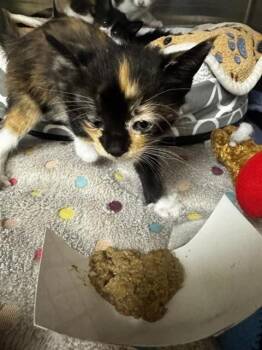 A198996 -  Domestic Medium Hair Cat for Adoption in Fremont, California - A198996 | PetCurious