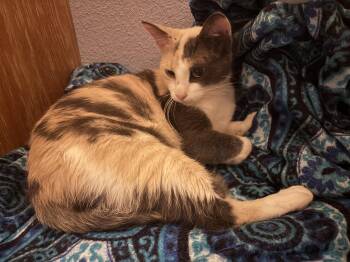 Pebbles -  American Shorthair Cat for Adoption in Mountain Home, Arkansas - Pebbles | PetCurious