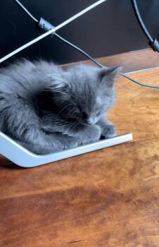 Yves -  Domestic Short Hair Cat for Adoption in The Woodlands, Texas - Yves | PetCurious