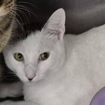 Olaf -  Domestic Short Hair Cat for Adoption in Ardmore, Oklahoma - Olaf | PetCurious