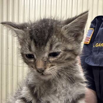 Rush -  Domestic Short Hair Cat for Adoption in Jacksonville, Arkansas - Rush | PetCurious