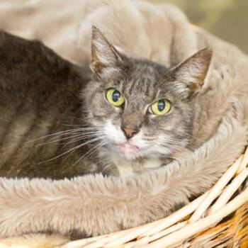 Rescue Domestic Short Hair Cats for Adoption in Camano, Washington - Miss Business | PetCurious