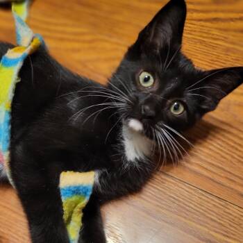 Rescue Domestic Short Hair Cats for Adoption in Chattanooga, Tennessee - Louis | PetCurious