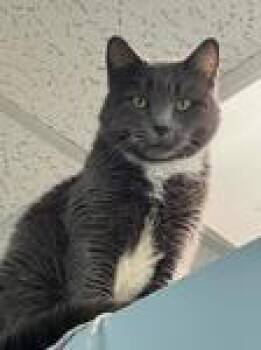 Domestic Short Hair Cats Available for Adoption in Chico, California - Sammy Jean | PetCurious