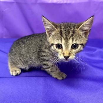 Polaris -  Domestic Short Hair Cat for Adoption in North Myrtle Beach, South Carolina - Polaris | PetCurious
