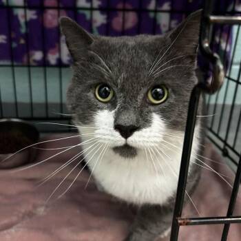 Mr. Blue -  Domestic Short Hair Cat for Adoption in Spruce Pine, North Carolina - Mr. Blue | PetCurious