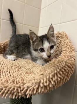 Domestic Short Hair Cats Available for Adoption - Luigi | PetCurious