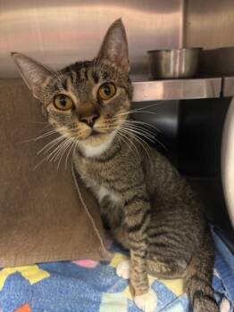 Rescue Domestic Short Hair Cats for Adoption in Everett, Washington - Sweet Potato | PetCurious