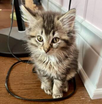 Tabby and Domestic Medium Hair Cats Available for Adoption in Vaughan, Ontario - Iridessa (bonded With Fawn) | PetCurious