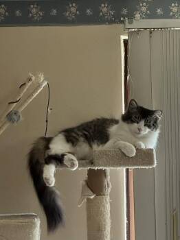 Domestic Medium Hair and Tabby Cats Available for Adoption in Macedonia, Ohio - Max And Luna Bonded | PetCurious