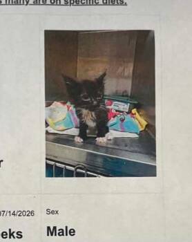 BEETLE -  Domestic Medium Hair Cat for Adoption in Holbrook, New York - BEETLE | PetCurious