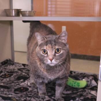 Cheddar -  Domestic Short Hair Cat for Adoption in Rifle, Colorado - Cheddar | PetCurious