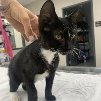 Nurse Ratchet -  Domestic Short Hair Cat for Adoption in Morganton, North Carolina - Nurse Ratchet | PetCurious